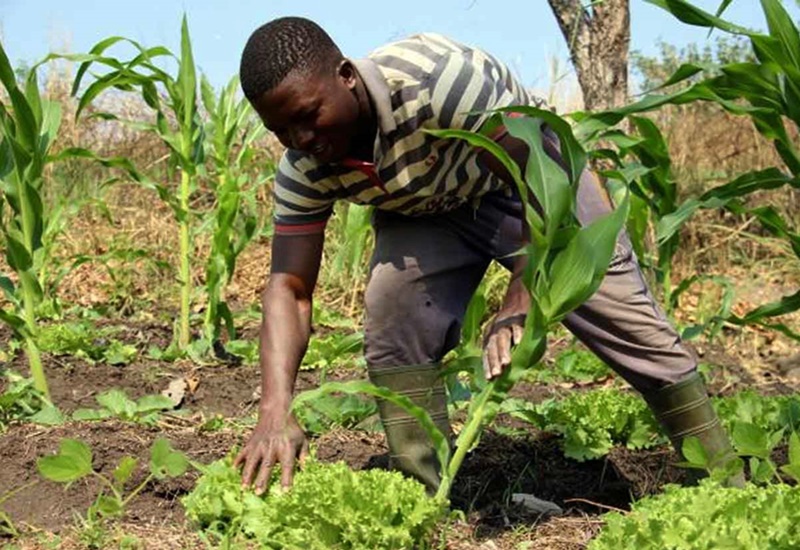 Des fermes modèles pour booster la productivité agricole au Togo