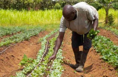 Kenya : AgDevCo acquiert une position minoritaire dans l’investisseur agricole Agris