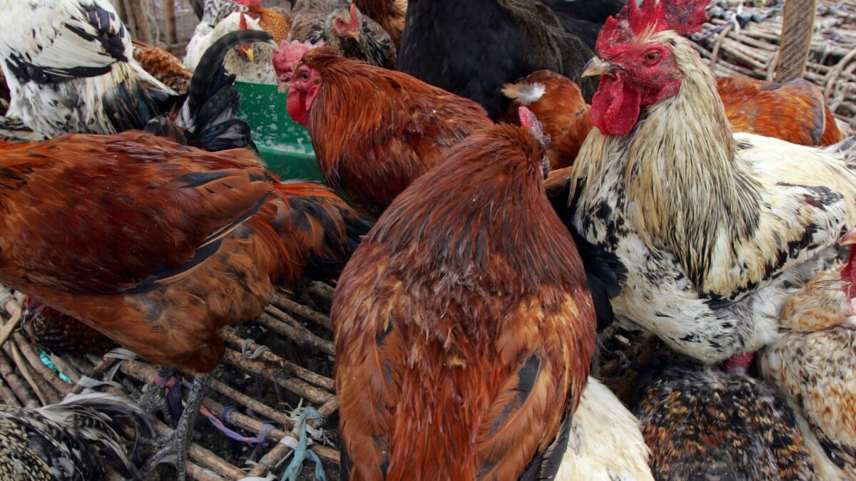 Togo - Grippe aviaire : indemnisation des éleveurs et mesures sanitaires renforcées -