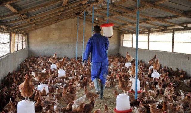Grippe aviaire : plus de 6500 volailles infectées dans trois préfectures du Togo