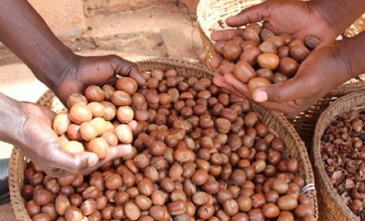 Togo- Le karité, un trésor national désormais protégé -