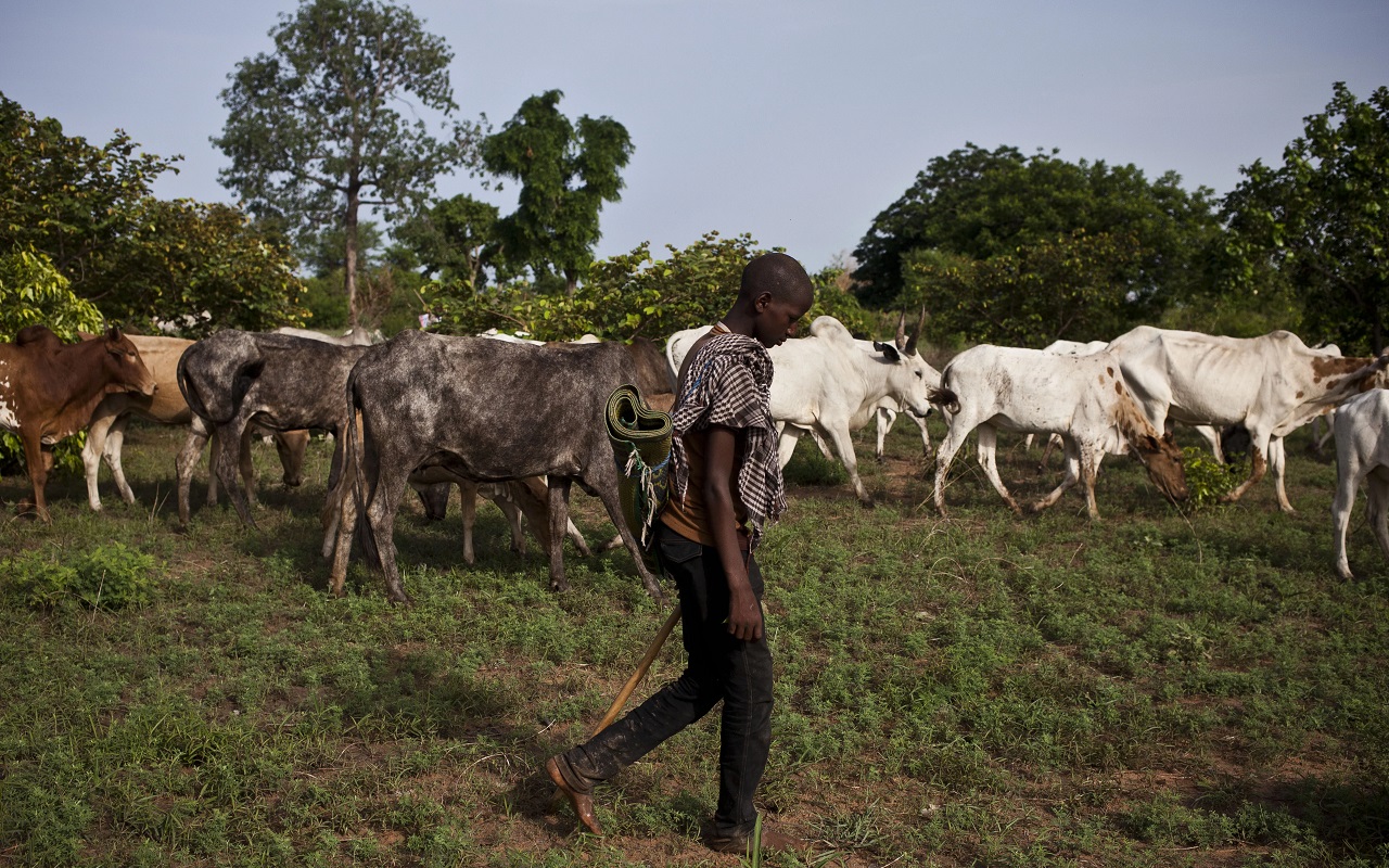 Togo - Transhumance : le gouvernement mise sur le dialogue entre agriculteurs et éleveurs -